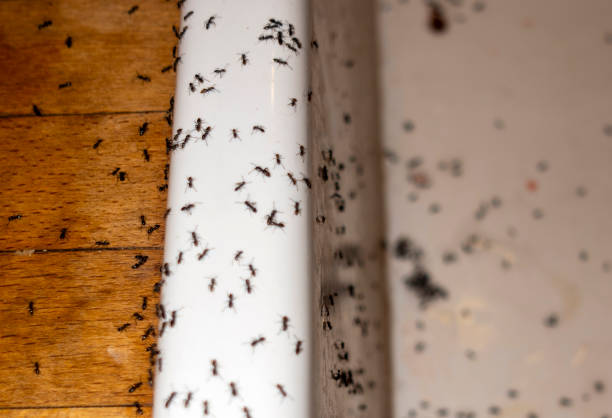 Best Commercial Pest Control Services  in Denison, IA