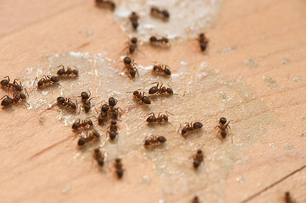 Best Pest Inspection Near Me  in Denison, IA